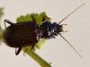 Nebria salina